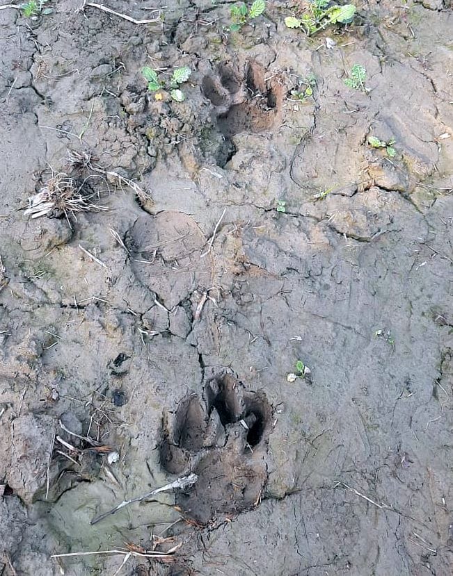 tiger reached at khadakheda