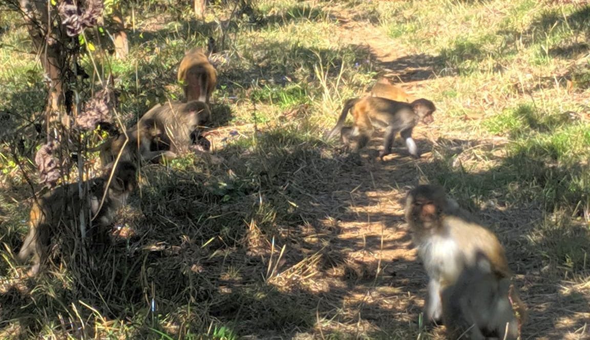 Urban monkeys have less social connections