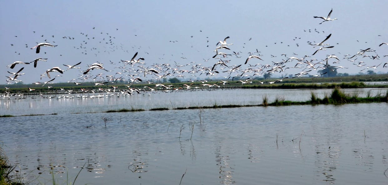 Wetland Bhindawas lake will be developed as a tourist destination