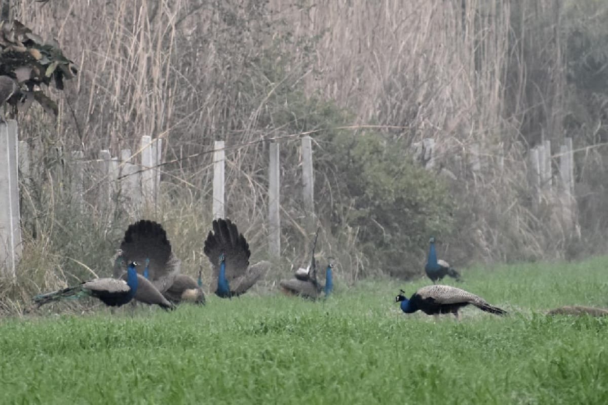 Happy New Year 2022:  dancing peacock birds flew in the sky to Welcome the New year 2022