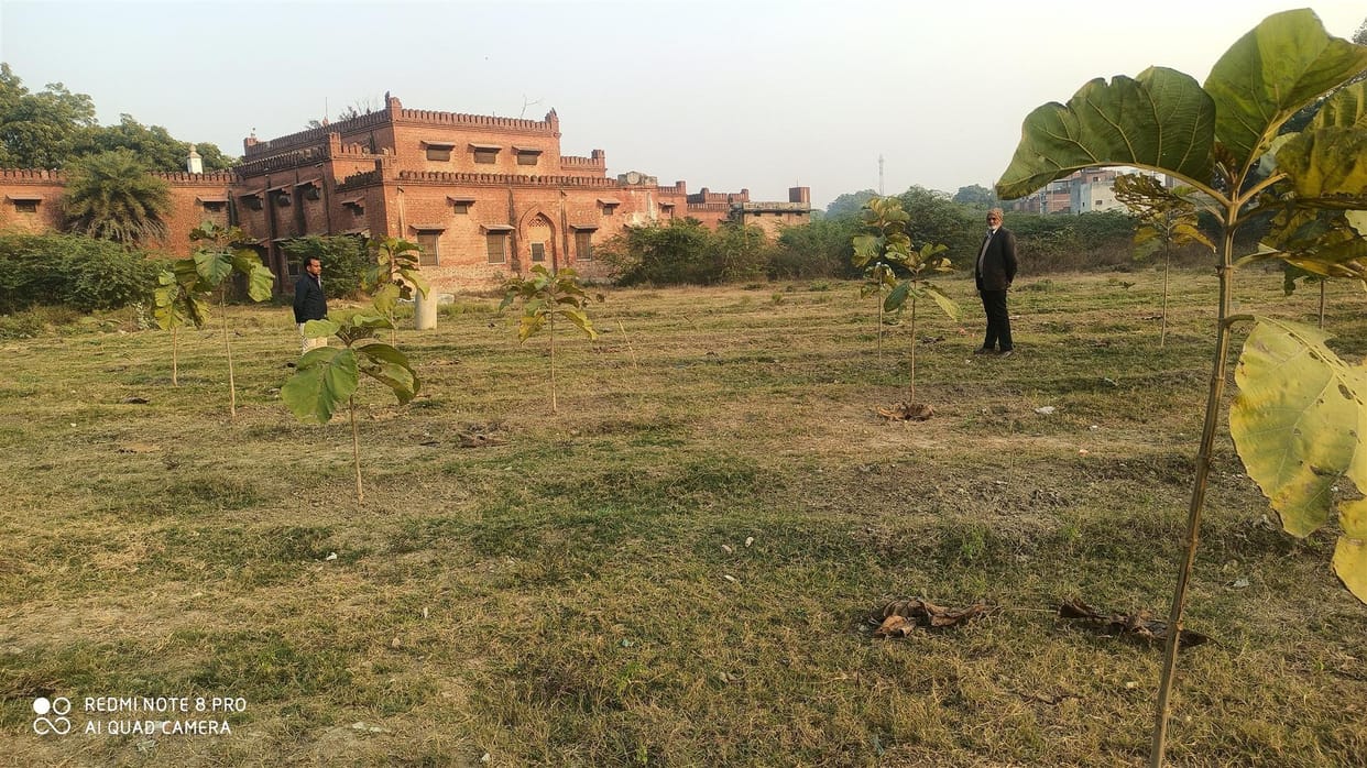 Teak Plantation: The formula to become a millionaire is hidden in this plant, you can also try and earn good profits