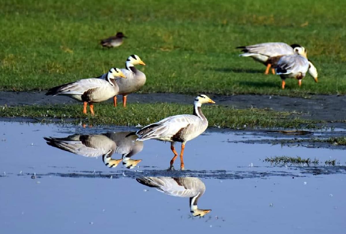 Pong Lake, buzzing with birds from many countries