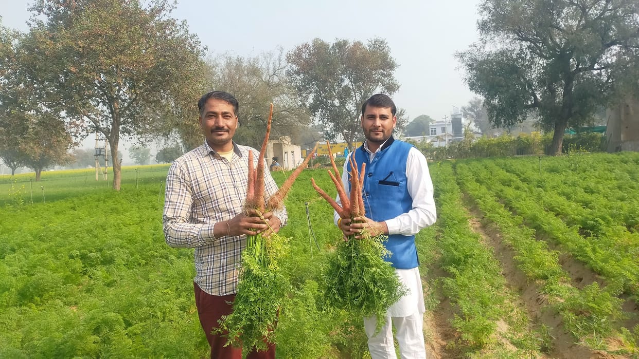 Earning lakhs from organic farming of carrots