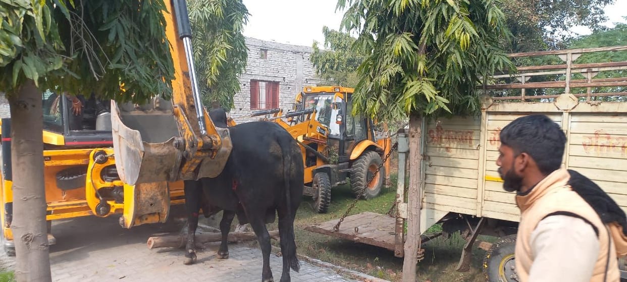 Uncontrollable bull created ruckus, many people injured