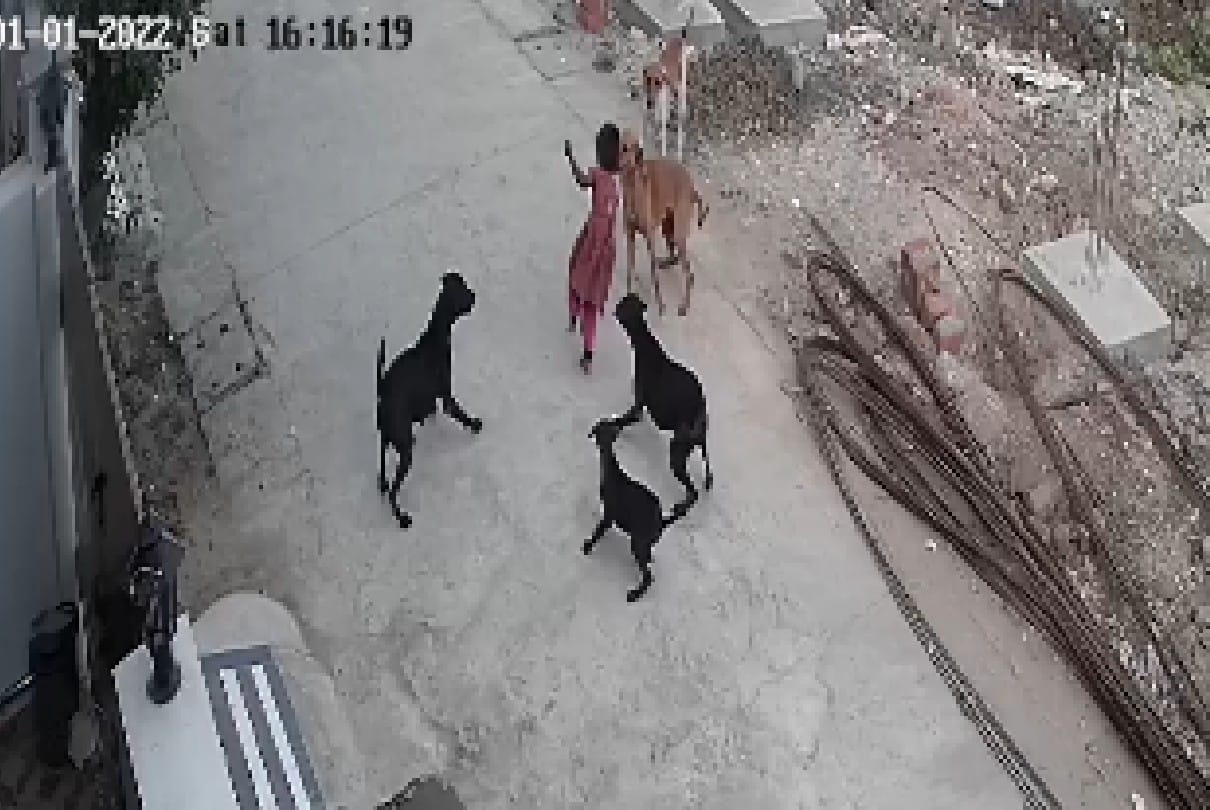 MP News: Four-year-old girl attacked by five dogs, seriously injured, Human Rights Commission seeks reply