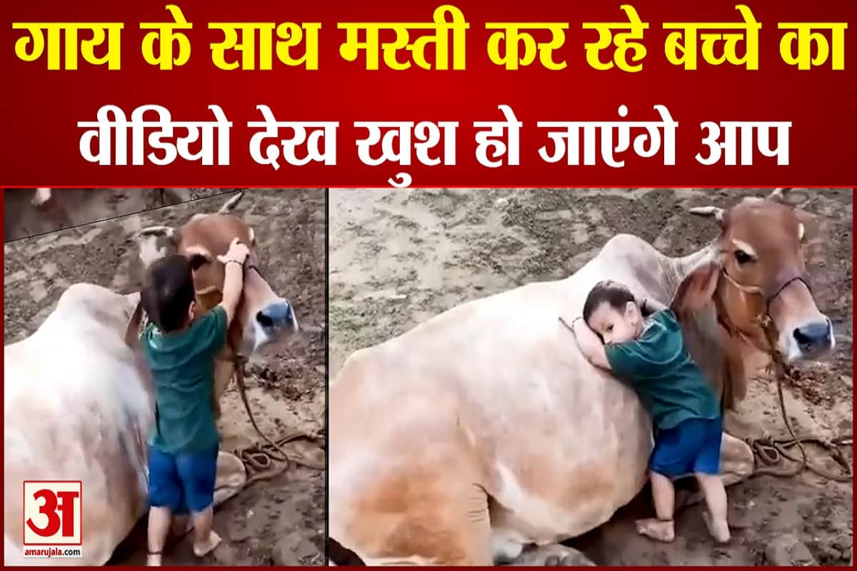 गाय के साथ मस्ती कर रहे बच्चे का वीडियो