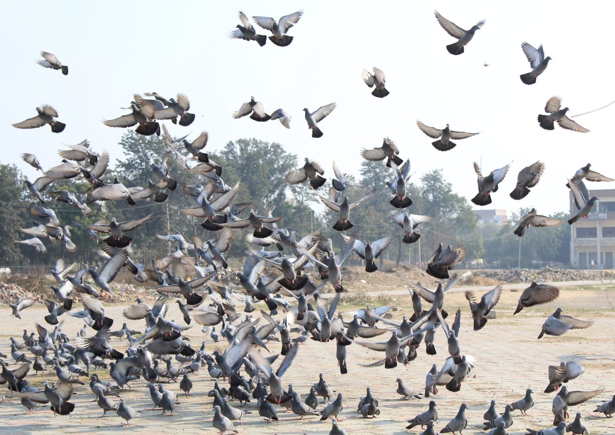 Pollution increased in the air, chill increased problems