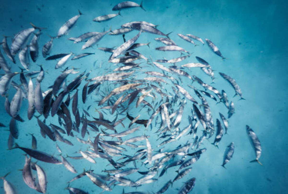 fish started raining from the sky with the rain drops in texarkana residents america