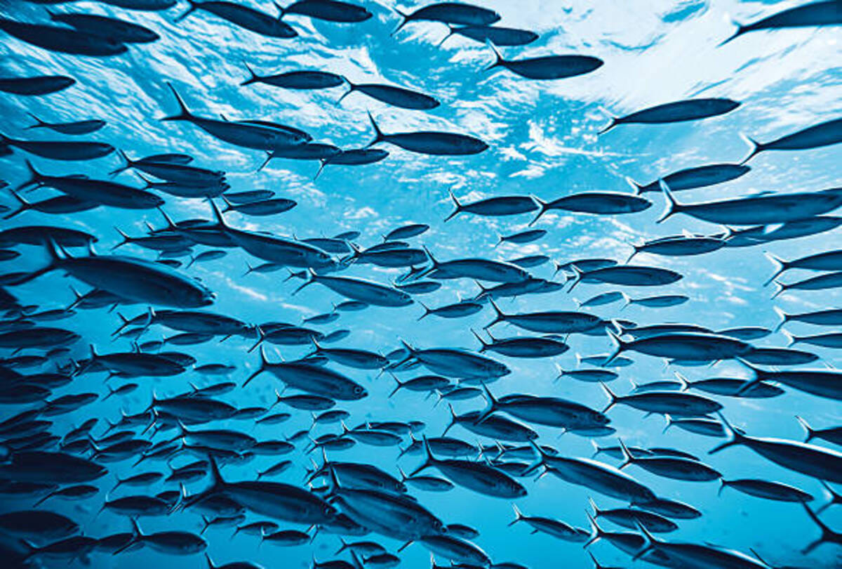 fish started raining from the sky with the rain drops in texarkana residents america