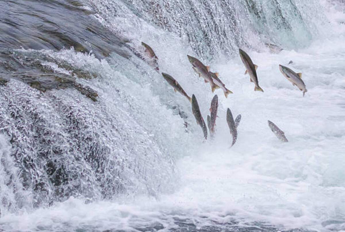 fish started raining from the sky with the rain drops in texarkana residents america