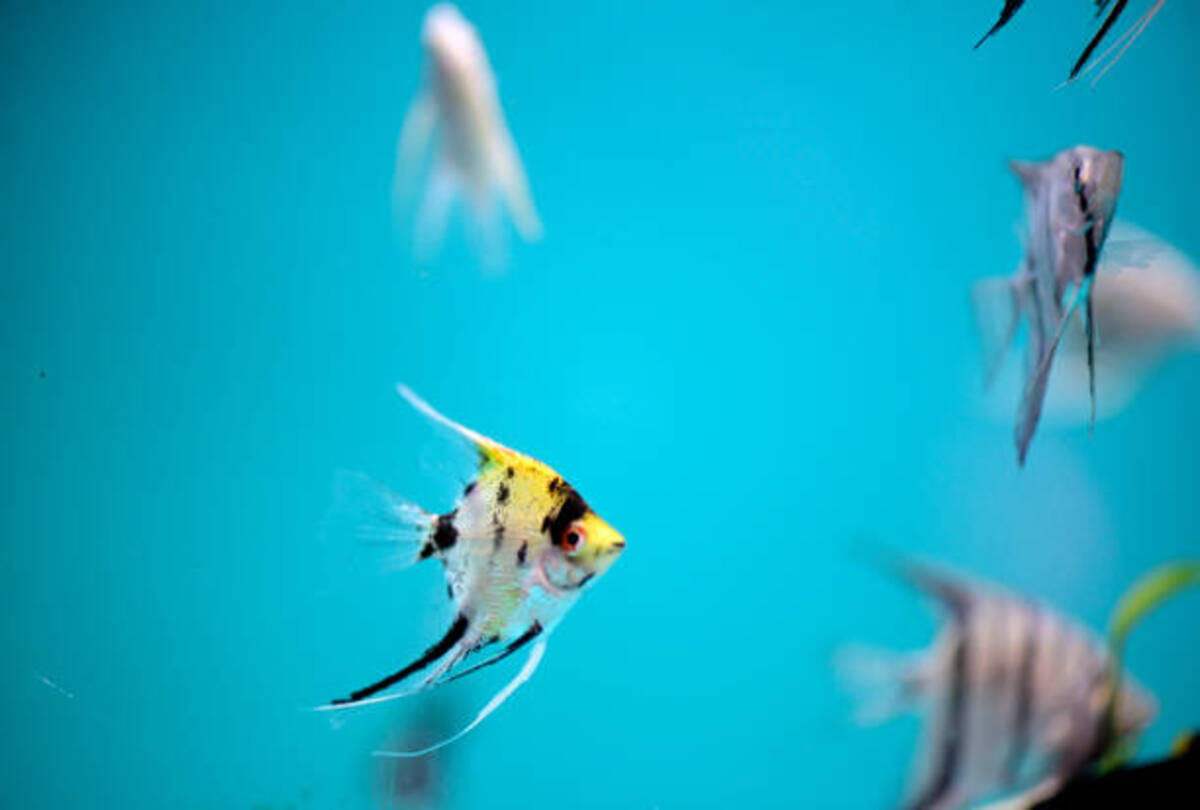 fish started raining from the sky with the rain drops in texarkana residents america