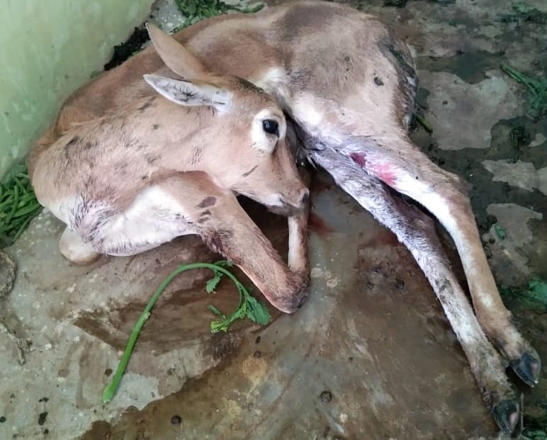 black buck