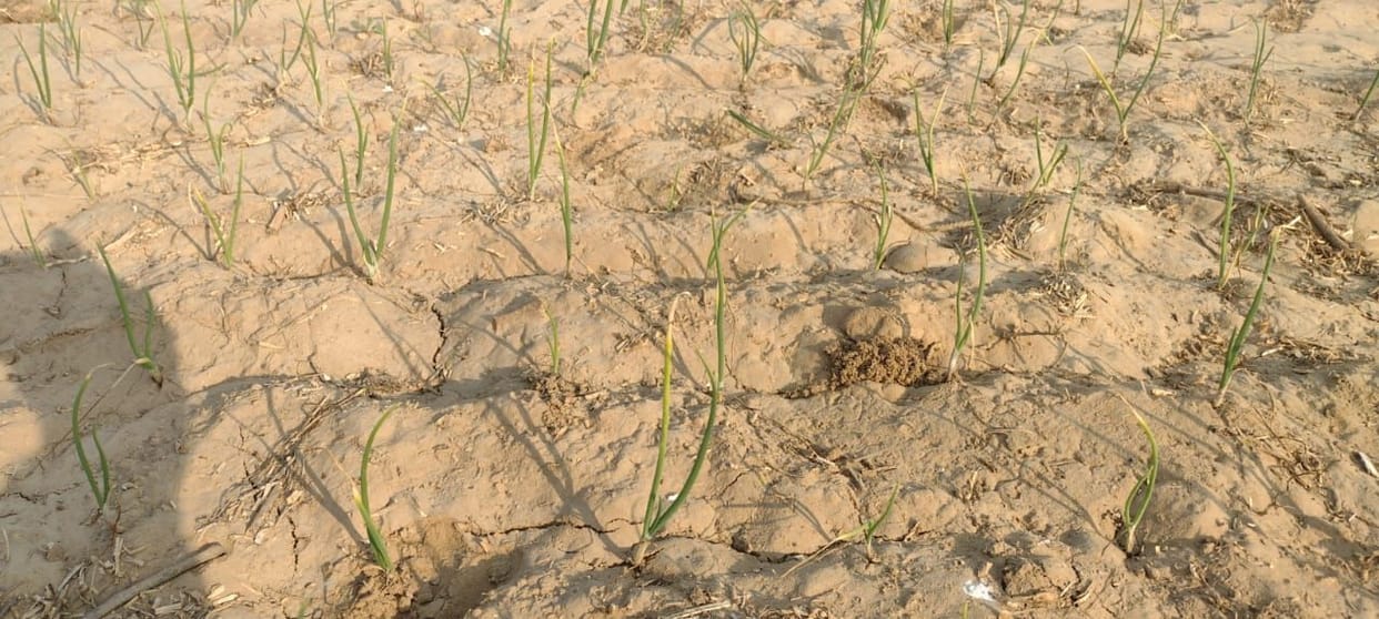 Farmer planted indigenous variety of onion in one acre, strengthened the economic condition of the house