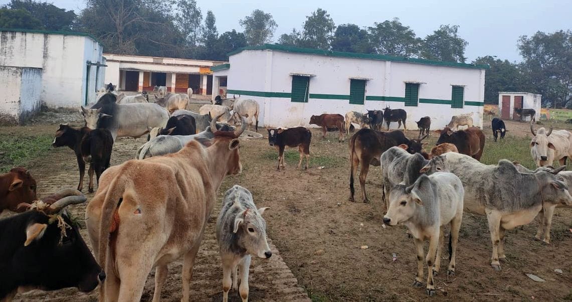 school,Cow,locked