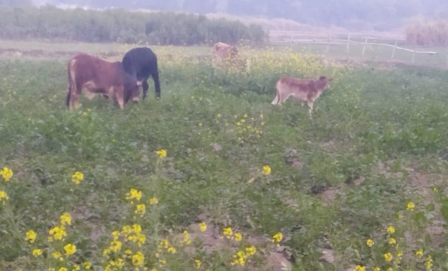 Government system failed, loose animals became trouble