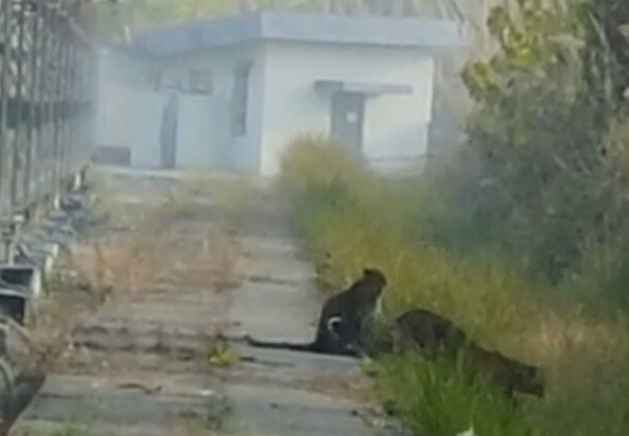 Guldar's cubs seen in AIR transmitter premises