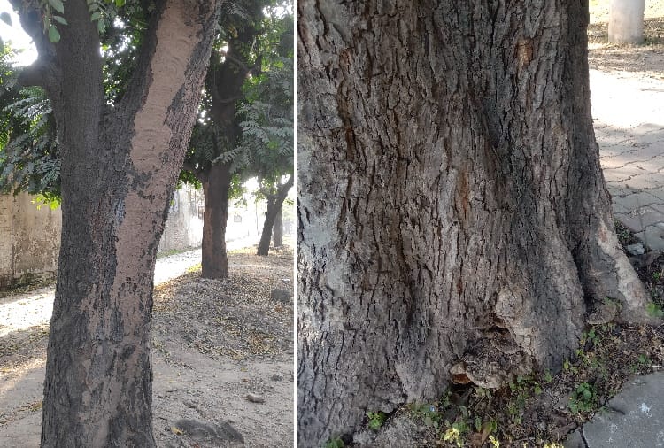 Fungus are Infecting Trees in Chandigarh