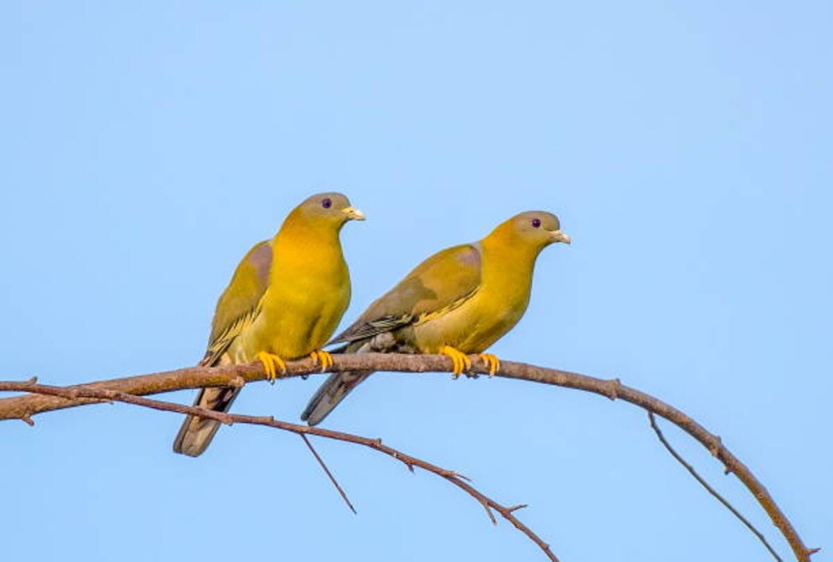 unique bird of the world hariyal bird never sets foot on the ground some interesting facts about this Bird