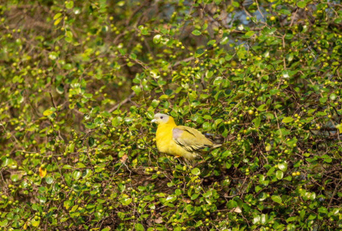 unique bird of the world hariyal bird never sets foot on the ground some interesting facts about this Bird