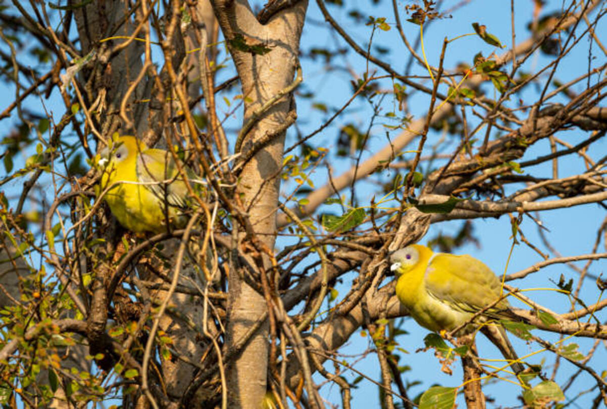 unique bird of the world hariyal bird never sets foot on the ground some interesting facts about this Bird