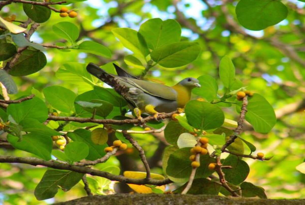 unique bird of the world hariyal bird never sets foot on the ground some interesting facts about this Bird