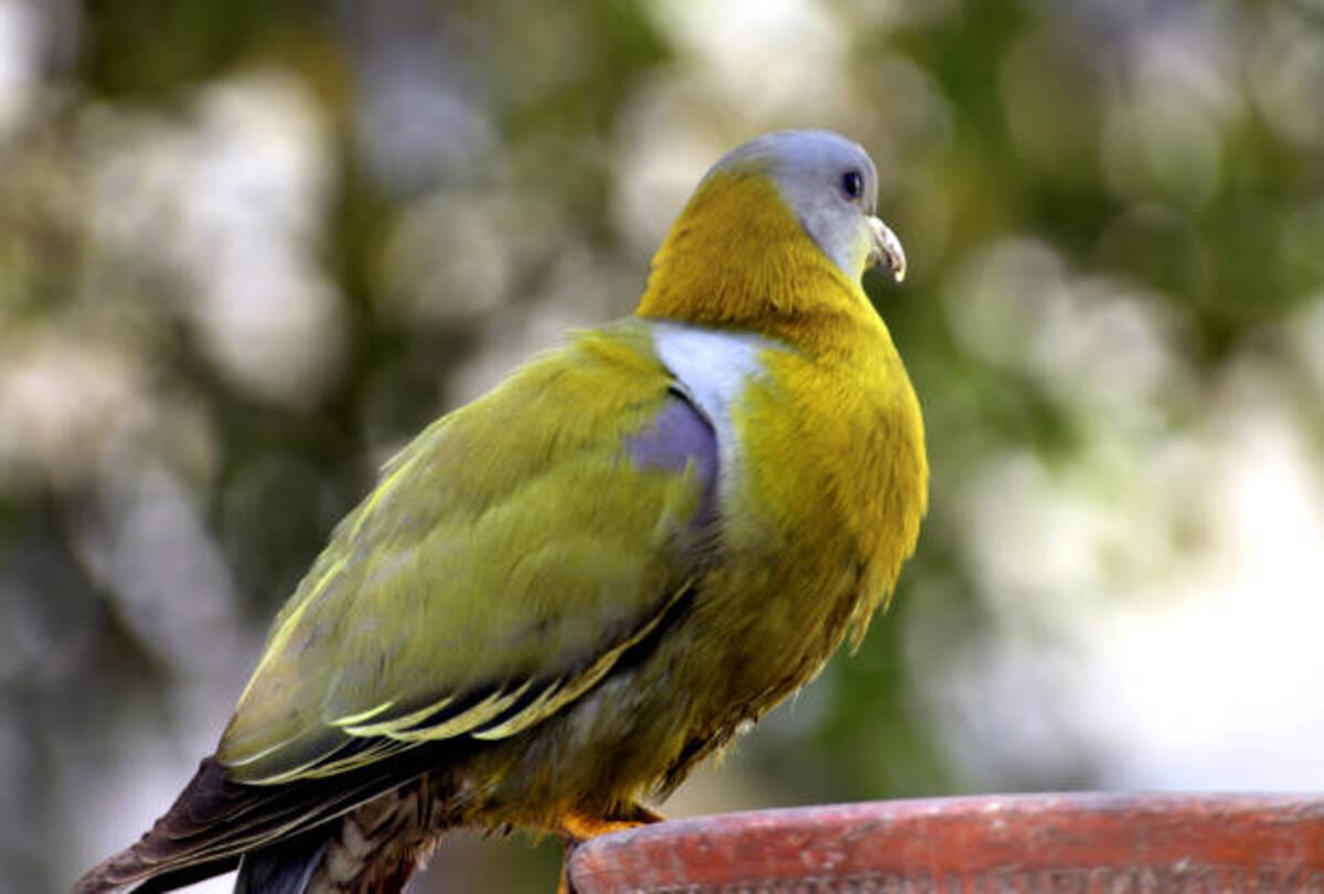 unique bird of the world hariyal bird never sets foot on the ground some interesting facts about this Bird