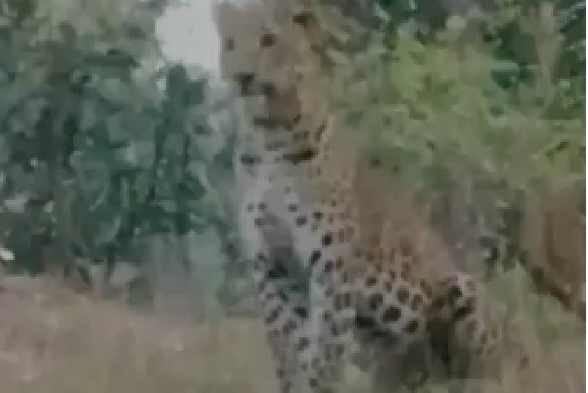 MP News: Two leopards chasing prey suddenly came in front of tourists, the case of Satpura forest, video viral