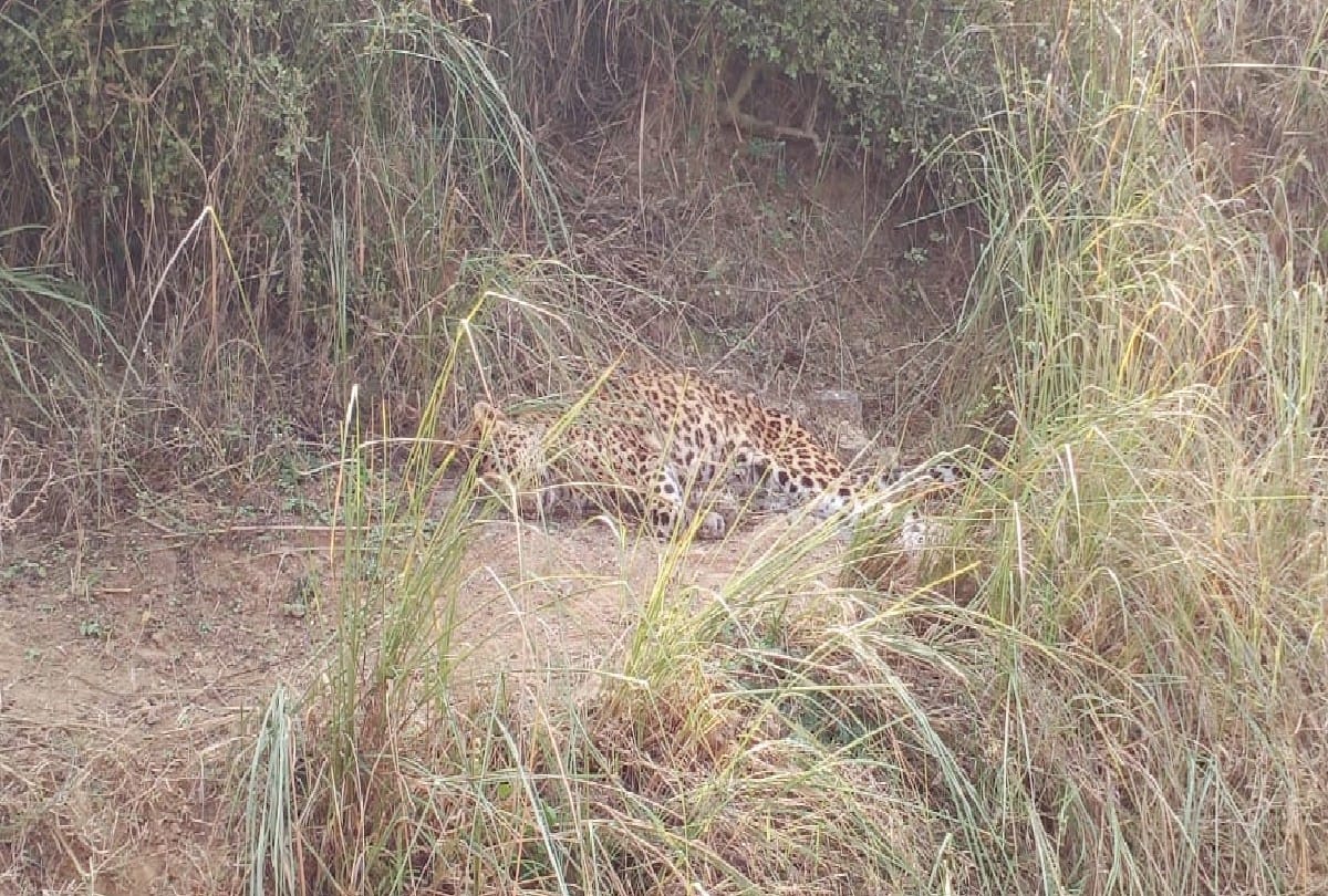 Leopard found dead in Chambal area in agra