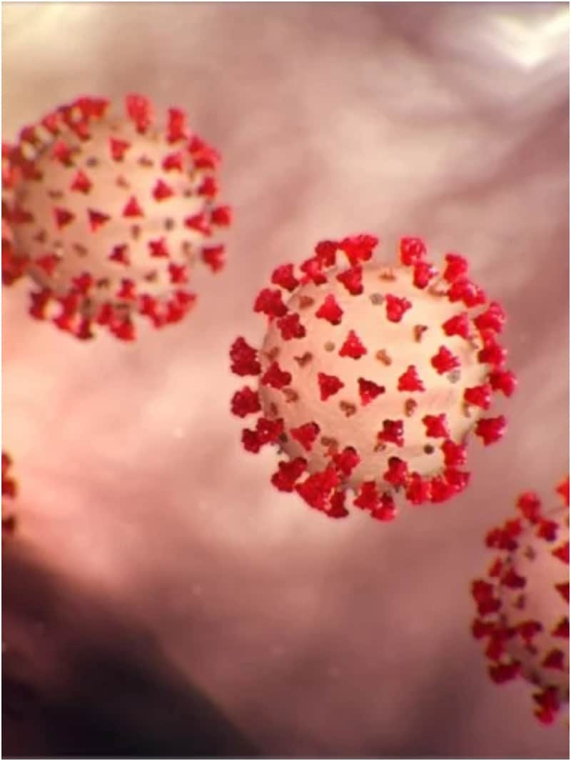 coronavirus survival on meat and frozen food items, reinfection of covid latest news in hindi