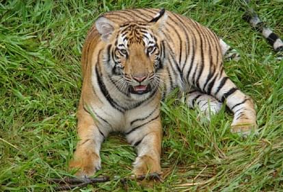 Rajasthan :संरक्षण के बावजूद संकट में राष्ट्रीय पशु, बाघों की तादाद में  बढ़ोतरी के दावों की हकीकत - Rajasthan: National Animal In Crisis Despite  Conservation - Amar Ujala Hindi News Live