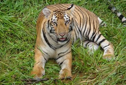 Rajasthan :संरक्षण के बावजूद संकट में राष्ट्रीय पशु, बाघों की तादाद में बढ़ोतरी के दावों की हकीकत - Rajasthan: National Animal In Crisis Despite Conservation - Amar Ujala Hindi News Live Rajasthan :संरक्षण के बावजूद संकट में राष्ट्रीय पशु, बाघों की तादाद में बढ़ोतरी के दावों की हकीकत - Rajasthan: National Animal In Crisis Despite Conservation - Amar Ujala Hindi News Live