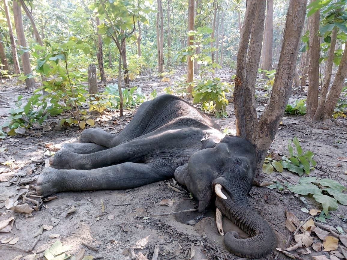 Elephant died due to starvation, there was a boil in its mouth