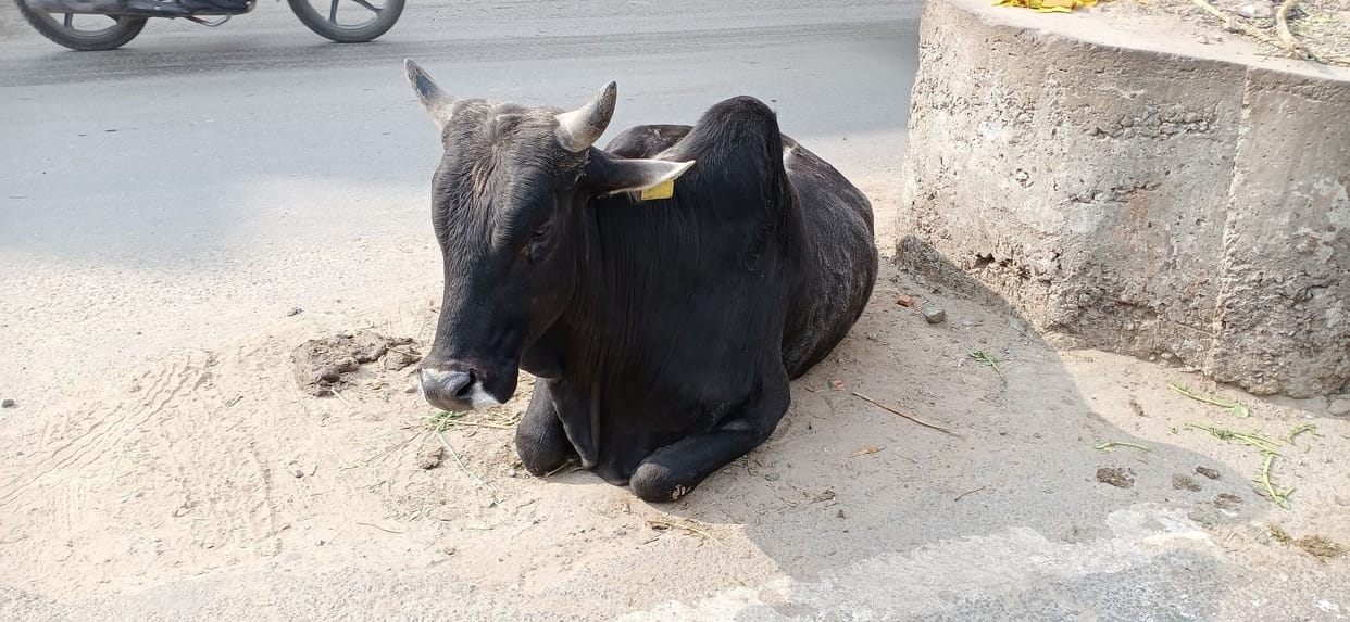 Fodder finished in Nandishala of city council, tagged cows roaming on the streets