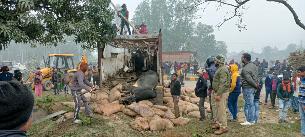 20 animal found in truck