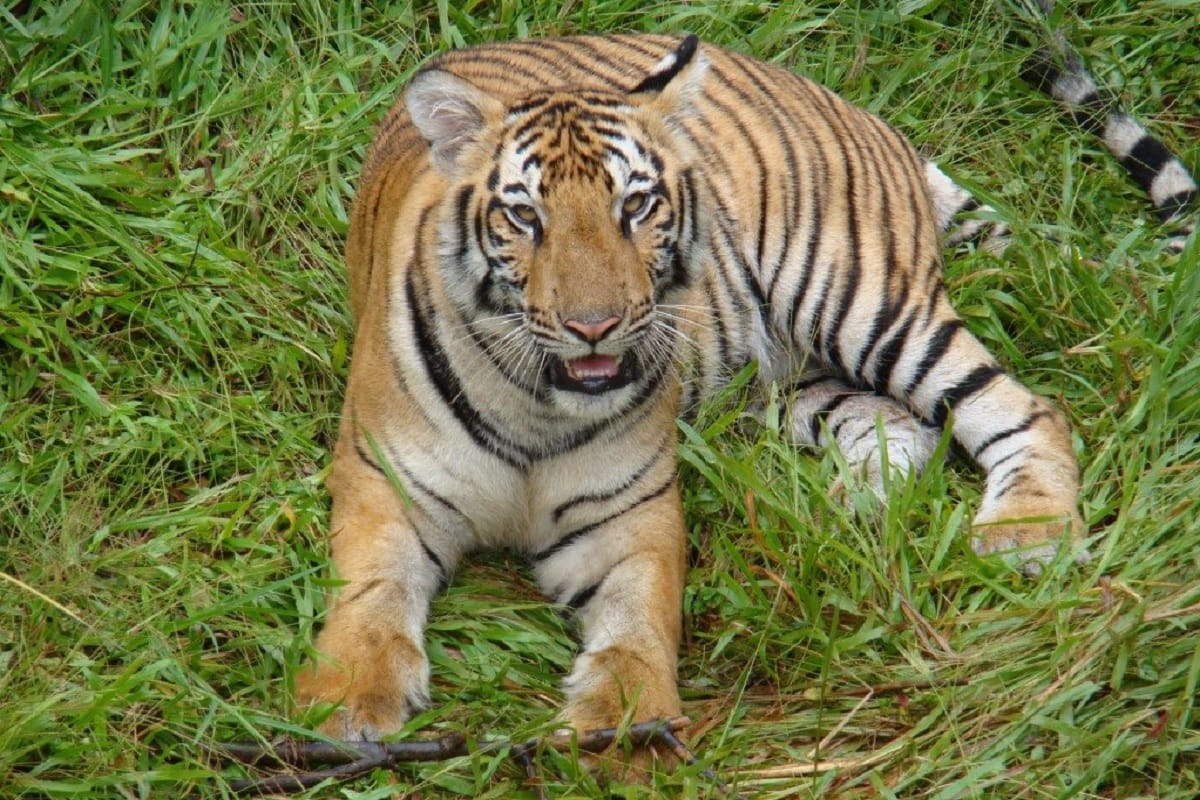 Rajasthan: National animal in crisis despite conservation