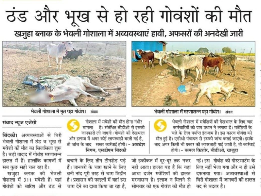 fathepur news,Administration woke up after the death of the cow, delivered fodder