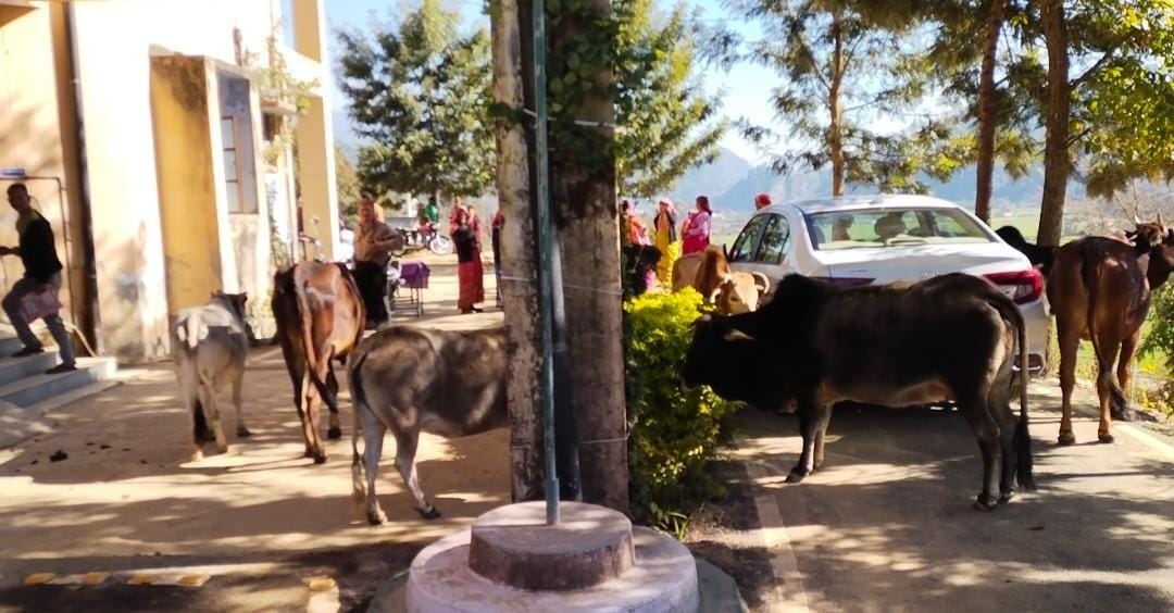 Protest Over Stray Animals