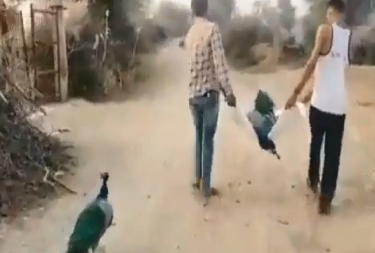 Peacocks unique weeds: The peacock broke down when her partner died,  watch the video