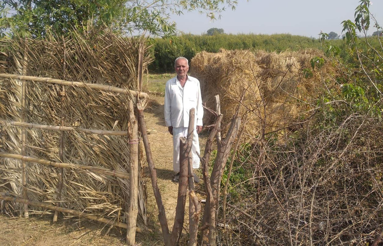 The battle to save agriculture, the cows driving each other's border