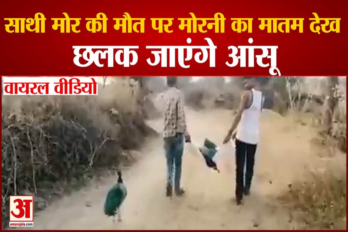 वायरल वीडियो राजस्थान