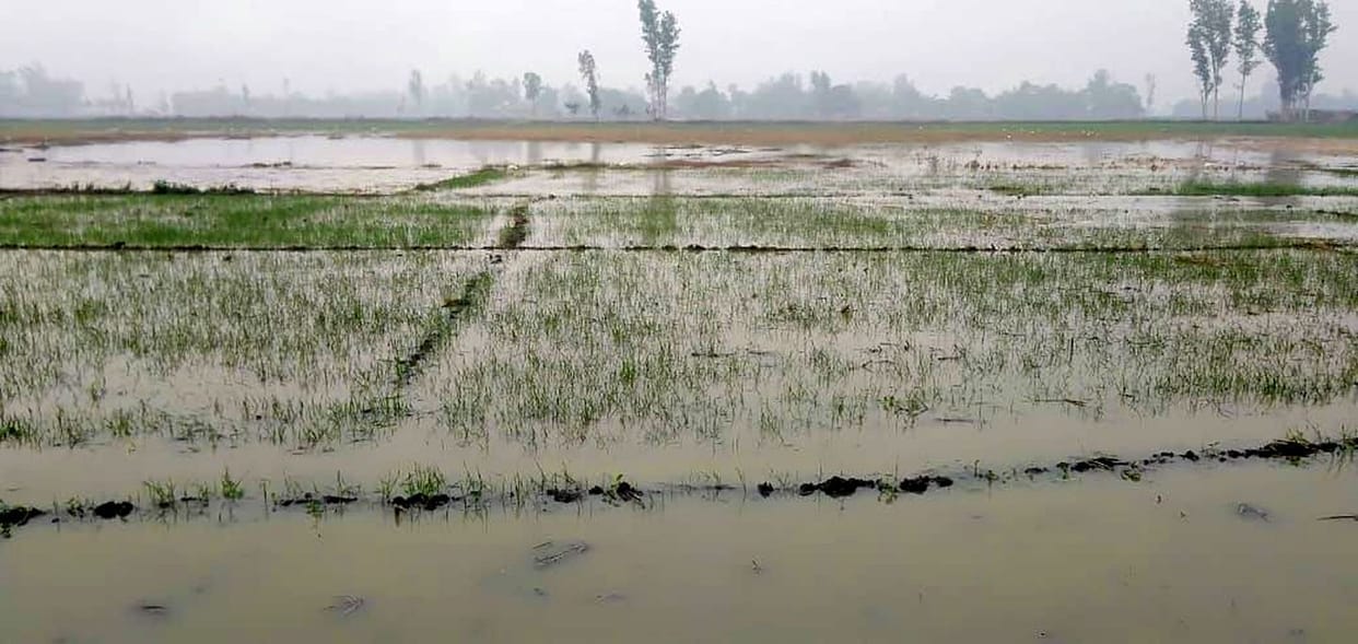 Minor cut, 70 bigha crop submerged