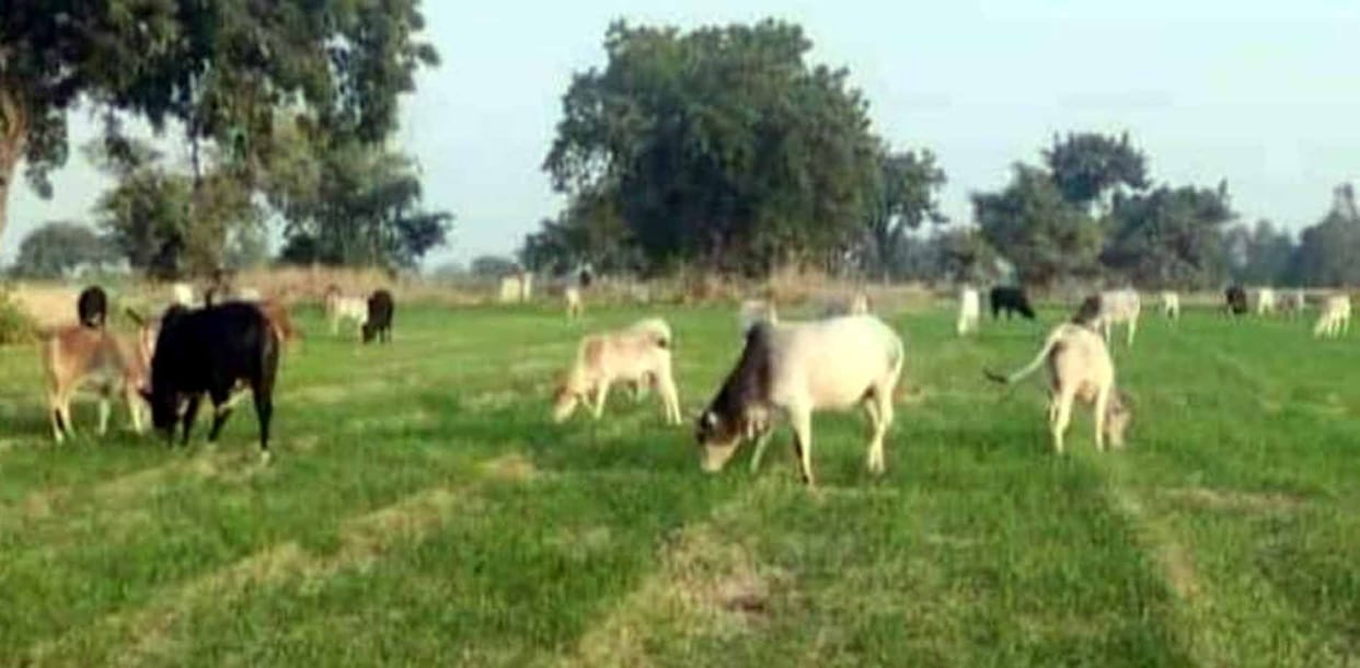 Another farmer became a victim of cow attack