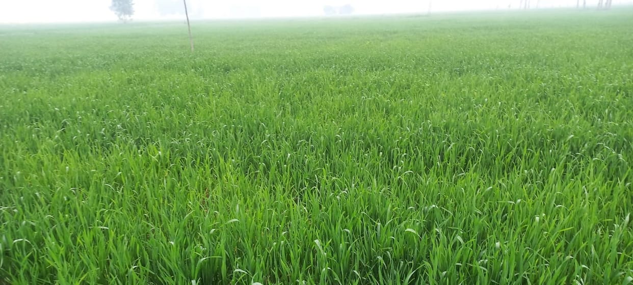 Rain gave life to wheat crop, farmers' income will increase