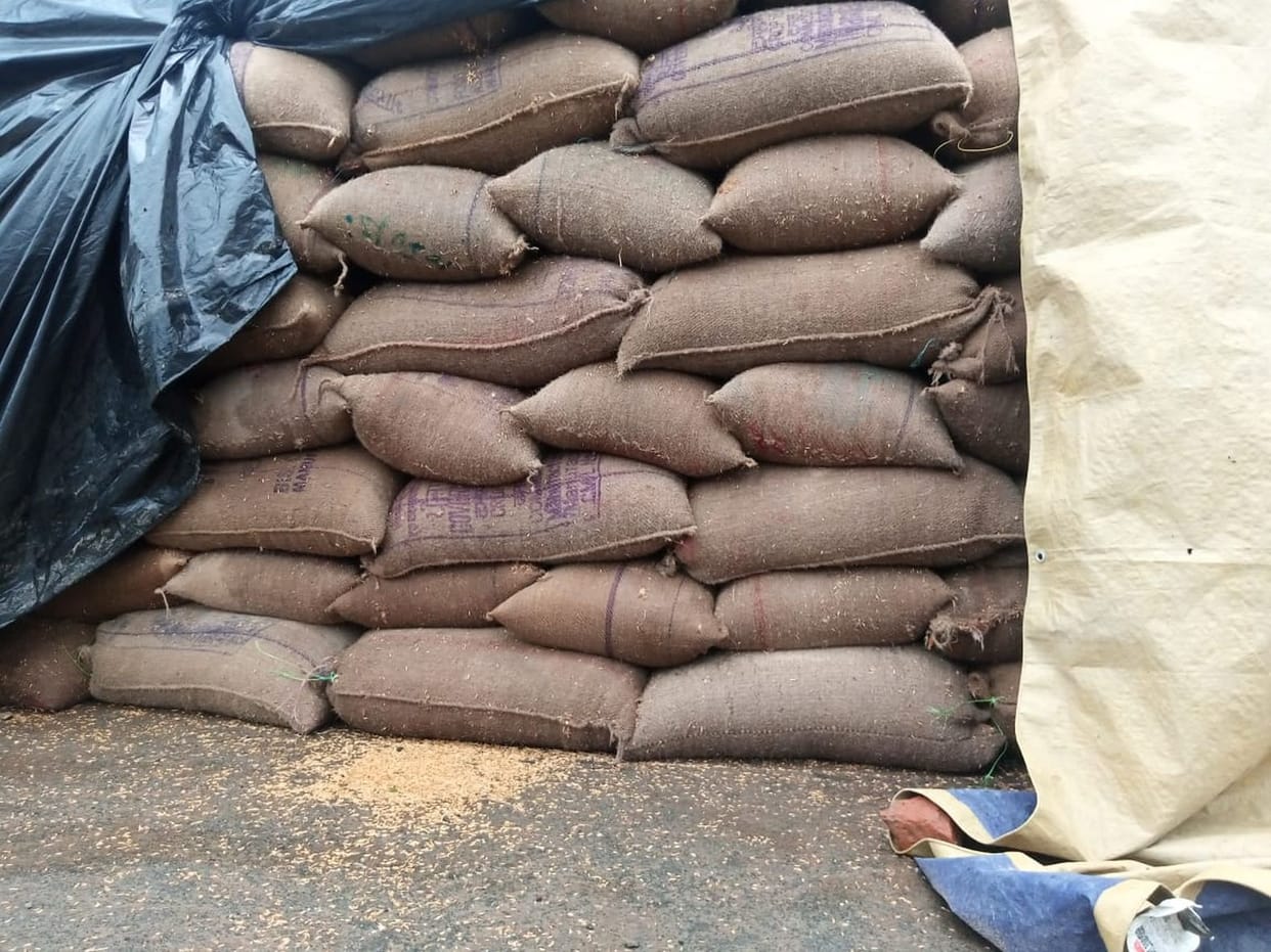 Government paddy soaked in rain due to lack of lifting