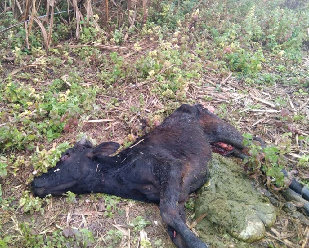 In Paharpur, the wild animal made the heifer a morsel
