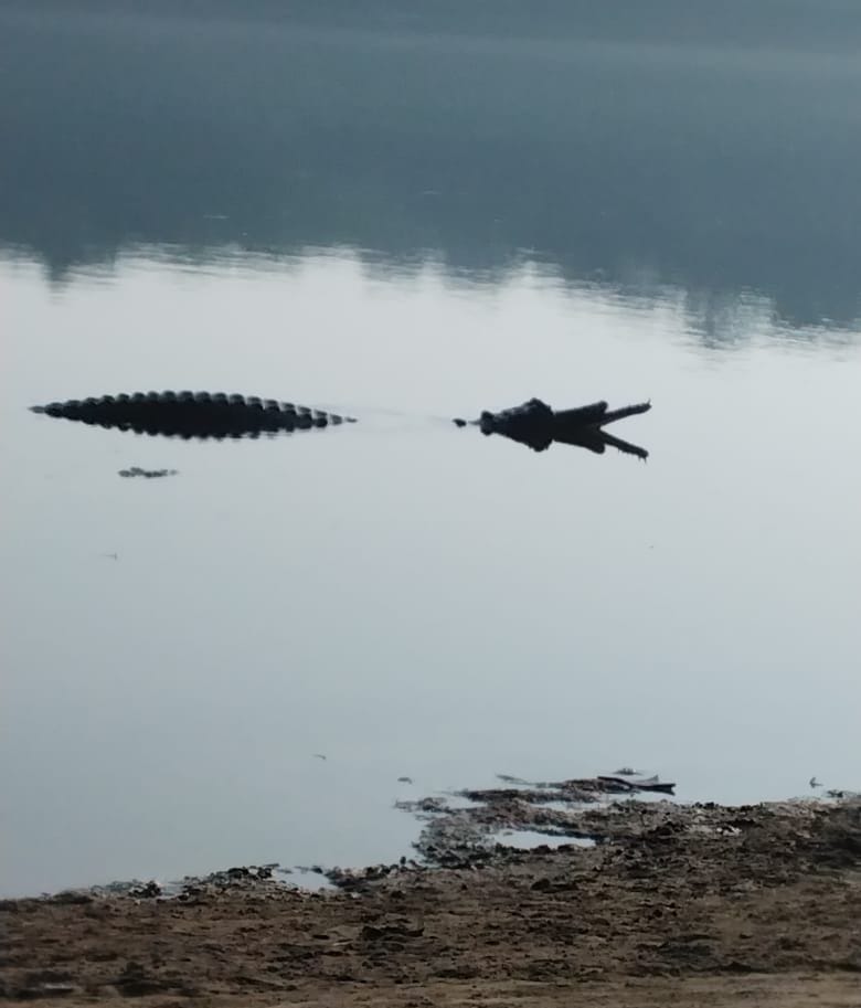 Alligator seen in Yamuna, forest department team alerted the villagers