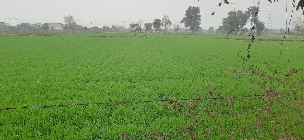 Rain increased cold, farmers' faces blossomed, Rabi crops benefit more