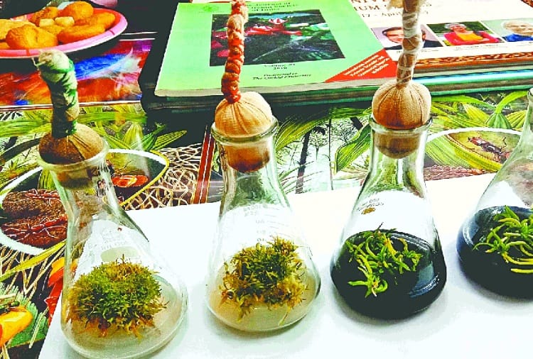 Panjab University prepared world most beautiful flower orchid with test tube technology