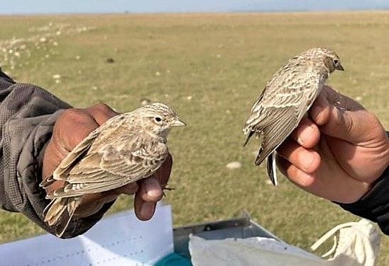 Foreign guests started arriving at Pong Dam