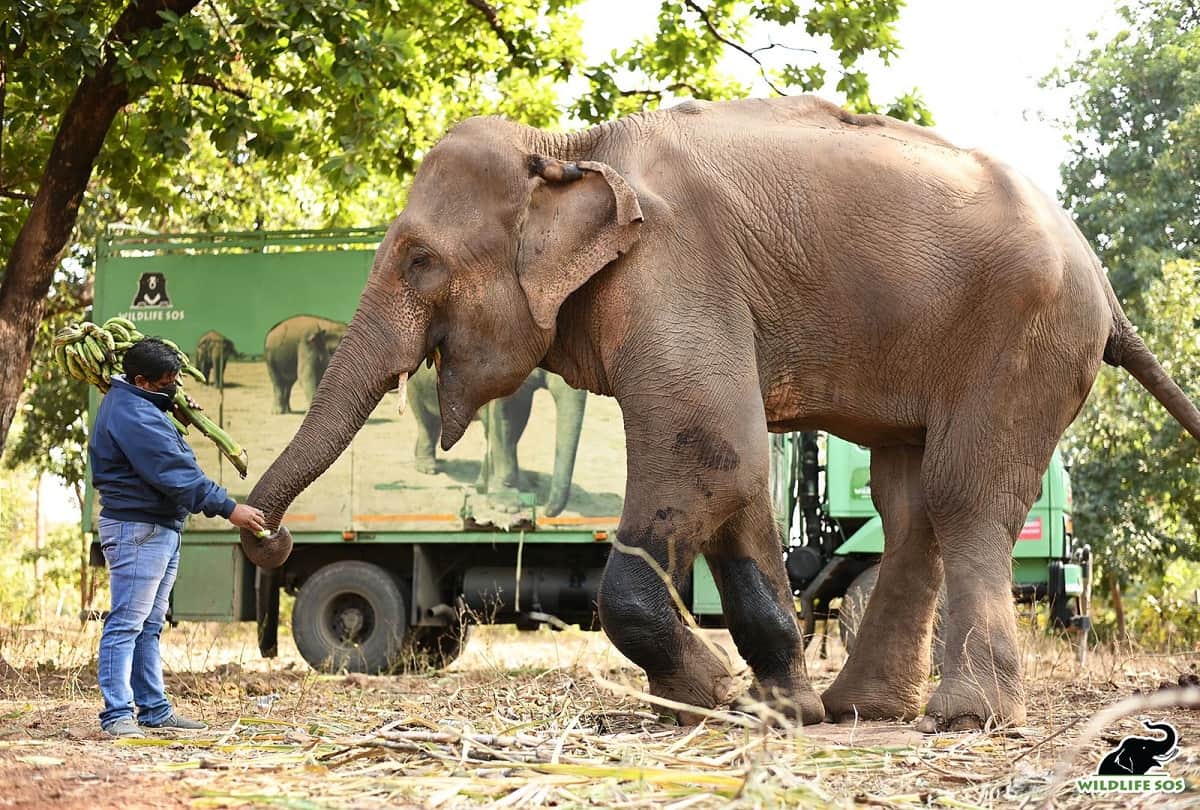 Laxmi Elephant Reached At WildLife Sos Hospital